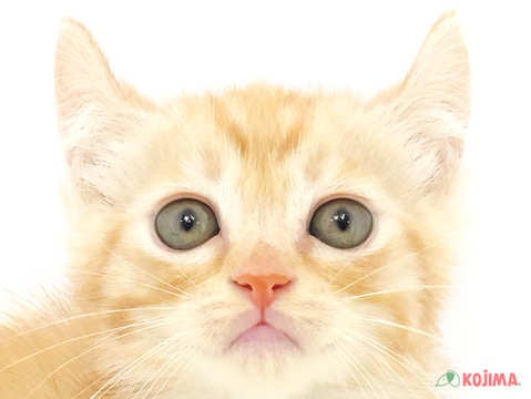 東京都のアメリカンカール (コジマ足立店/2024年3月25日生まれ/男の子/クリームタビーホワイト)の子猫