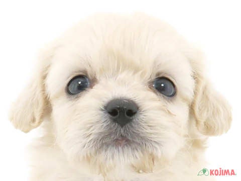 東京都のハーフ犬 (コジマアリオ北砂店/2024年3月26日生まれ/女の子/クリーム)の子犬