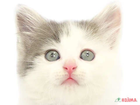 埼玉県のノルウェージャンフォレストキャット (コジマアリオ深谷店/2024年3月26日生まれ/男の子/ホワイトブルー)の子猫