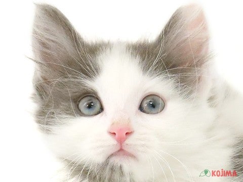 東京都のノルウェージャンフォレストキャット (コジマ府中店/2024年3月24日生まれ/男の子/ホワイトブルー)の子猫
