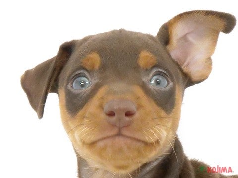神奈川県のミニチュアピンシャー (コジマ横浜青葉店/2024年3月23日生まれ/男の子/チョコレートタン)の子犬