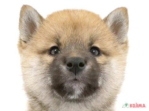 2024年3月25日生まれの柴犬(標準サイズ)の1枚目の写真