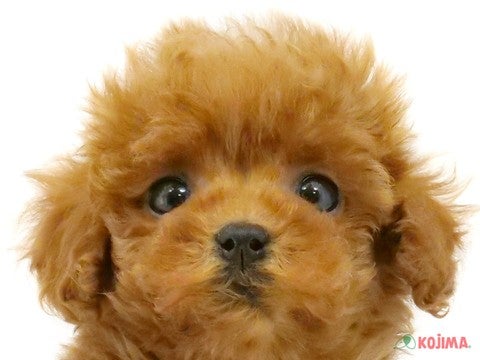 東京都のトイプードル(トイ) (コジマGRAND亀戸店/2024年3月26日生まれ/女の子/レッド)の子犬
