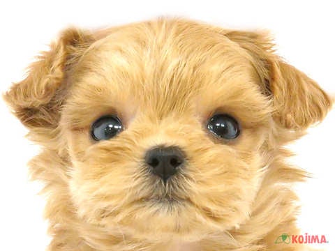 東京都のマルプー(マルチーズ×プードル) (コジマGRAND亀戸店/2024年3月26日生まれ/男の子/アプリコットホワイト)の子犬