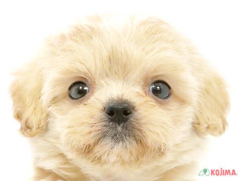 東京都のペキプー(ペキニーズ×プードル) (コジマGRAND亀戸店/2024年3月26日生まれ/女の子/クリームホワイト)の子犬