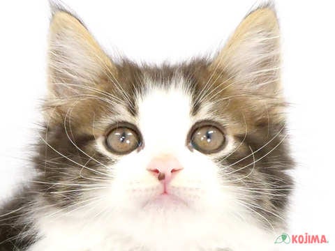 東京都のノルウェージャンフォレストキャット (コジマソコラ用賀店/2024年3月23日生まれ/男の子/ブラウンタビーホワイト)の子猫