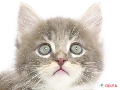 東京都のサイベリアン (コジマソコラ用賀店/2024年3月24日生まれ/男の子/ブルータビーホワイト)の子猫