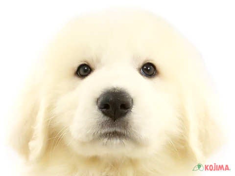 埼玉県のグレートピレニーズ (コジマ和光店/2024年3月26日生まれ/男の子/ホワイト)の子犬