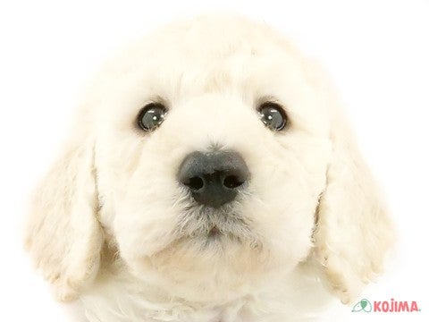 埼玉県のスタンダードプードル (コジマ和光店/2024年3月26日生まれ/男の子/ホワイト)の子犬
