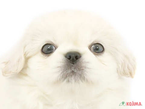 東京都のペキニーズ (コジマ目黒碑文谷店/2024年3月25日生まれ/男の子/ホワイト)の子犬