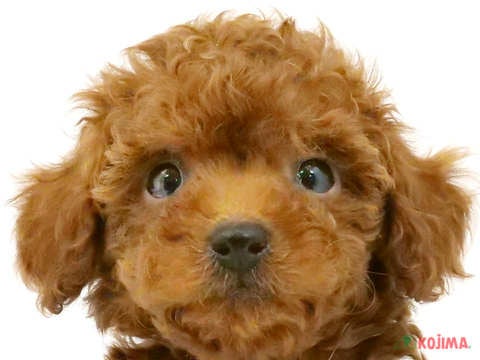 茨城県のトイプードル(トイ) (コジマイーアスつくば店/2024年3月25日生まれ/女の子/レッド)の子犬