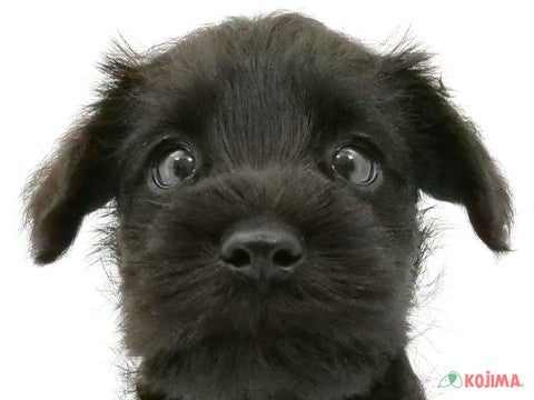 東京都のミニチュアシュナウザー (コジマ府中店/2024年3月24日生まれ/男の子/ブラックホワイト)の子犬