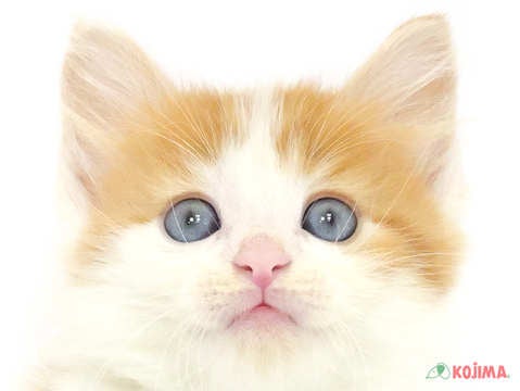 千葉県のノルウェージャンフォレストキャット (コジマアリオ市原店/2024年3月26日生まれ/男の子/ホワイトレッド)の子猫