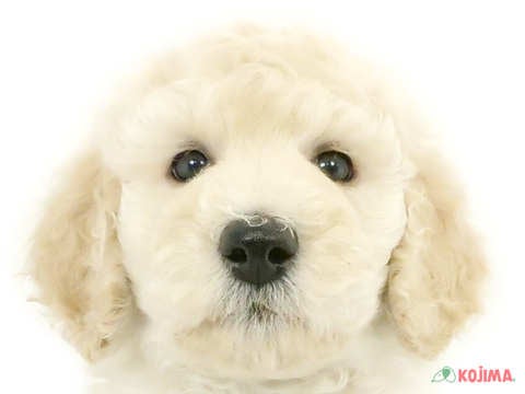 埼玉県のスタンダードプードル (コジマ浦和店/2024年3月24日生まれ/男の子/ホワイト)の子犬
