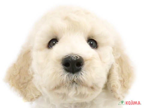 千葉県のスタンダードプードル (コジマアリオ蘇我店/2024年3月24日生まれ/男の子/ホワイト)の子犬