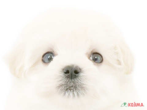 東京都のチワマル/マルチワ(チワワ×マルチーズ) (コジマアリオ北砂店/2024年3月23日生まれ/男の子/ホワイト)の子犬
