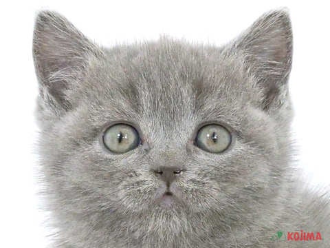東京都のブリティッシュショートヘアー (コジマソコラ用賀店/2024年3月23日生まれ/女の子/ブルー)の子猫