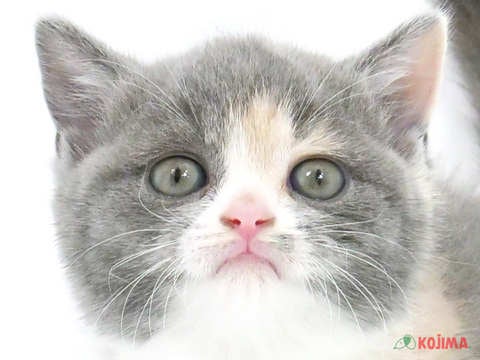 千葉県のブリティッシュショートヘアー (コジマアリオ柏店/2024年3月23日生まれ/女の子/ダイリュートキャリコ)の子猫