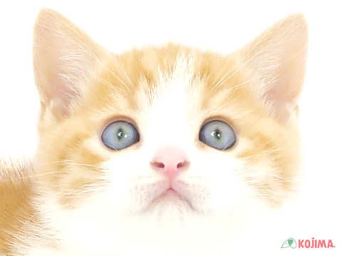 埼玉県のブリティッシュショートヘアー (コジマニトリ川越店/2024年3月23日生まれ/男の子/レッドタビーホワイト)の子猫