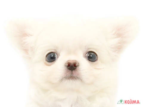 東京都のチワワ(ロング) (コジマ両国店/2024年3月25日生まれ/男の子/クリームホワイト)の子犬
