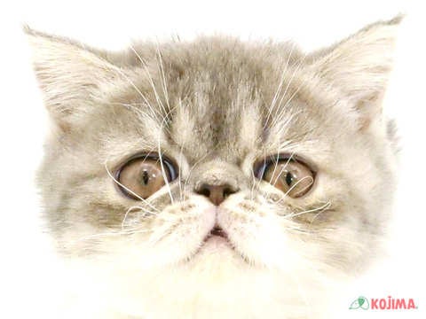 東京都のエキゾチック (コジマ目黒店/2024年3月15日生まれ/女の子/ブルータビーホワイト)の子猫
