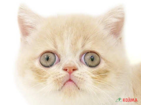 東京都のエキゾチック (コジマ木場店/2024年3月25日生まれ/男の子/クリームタビーホワイト)の子猫