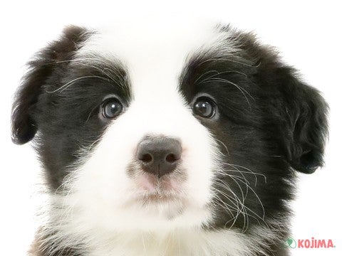 神奈川県のボーダーコリー (コジマ横浜青葉店/2024年3月27日生まれ/女の子/ブラックホワイト)の子犬