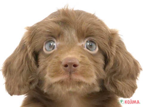 千葉県のダップー(ダックス×プードル) (コジマアリオ市原店/2024年3月27日生まれ/女の子/ブラウン)の子犬