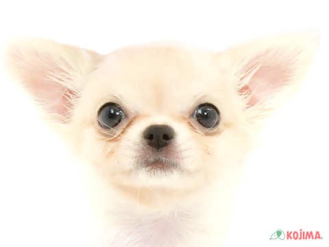 千葉県のチワワ(ロング) (コジマアリオ柏店/2024年3月23日生まれ/女の子/ホワイトクリーム)の子犬