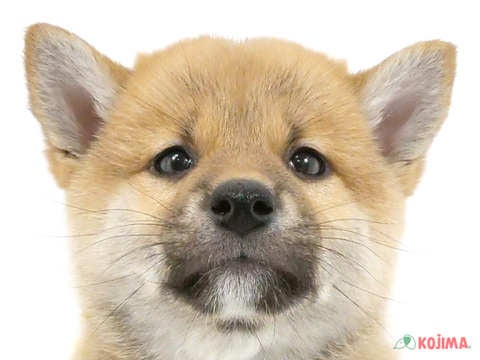 東京都の柴犬(標準サイズ) (コジマ新小岩店/2024年3月26日生まれ/男の子/赤)の子犬