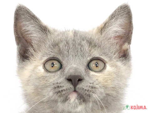 東京都のブリティッシュショートヘアー (コジマ練馬店/2024年3月19日生まれ/女の子/ブルーパッチドタビー)の子猫