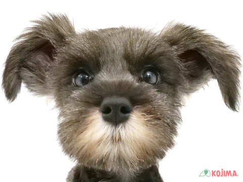 東京都のミニチュアシュナウザー (コジマ木場店/2024年3月25日生まれ/男の子/ソルトペッパー)の子犬