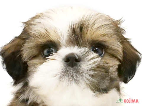 埼玉県のシーズー (コジマ浦和店/2024年3月26日生まれ/男の子/ホワイトゴールド)の子犬