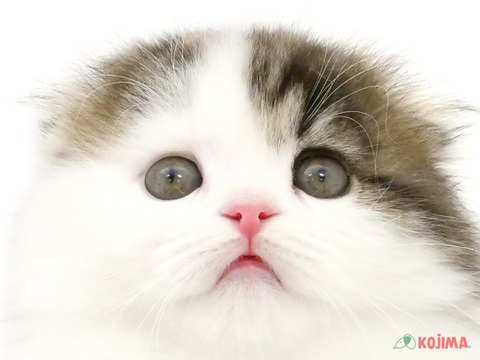 東京都のスコティッシュフォールド (コジマ国立店/2024年3月26日生まれ/男の子/ブラウンタビーホワイト)の子猫