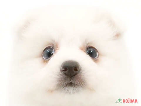 神奈川県の日本スピッツ (コジマアリオ橋本店/2024年3月27日生まれ/女の子/ホワイト)の子犬