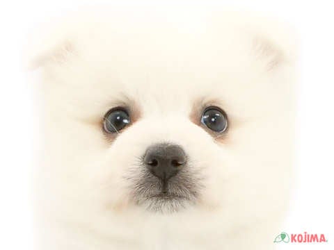 千葉県の日本スピッツ (コジマ松戸店/2024年3月27日生まれ/女の子/ホワイト)の子犬