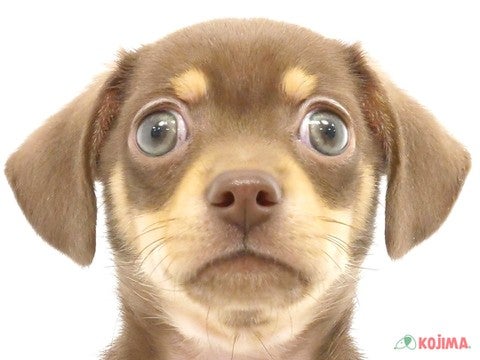 埼玉県のチワックス(チワワ×ダックス) (コジマ浦和店/2024年3月25日生まれ/男の子/チョコレートタン)の子犬
