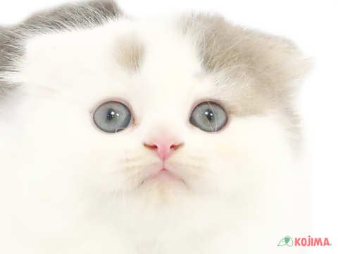 埼玉県のスコティッシュフォールド (コジマアリオ深谷店/2024年3月27日生まれ/女の子/ブルーパッチドタビーホワイト)の子猫