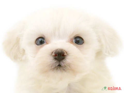 東京都のマルプー(マルチーズ×プードル) (コジマ板橋店/2024年3月26日生まれ/男の子/ホワイト)の子犬