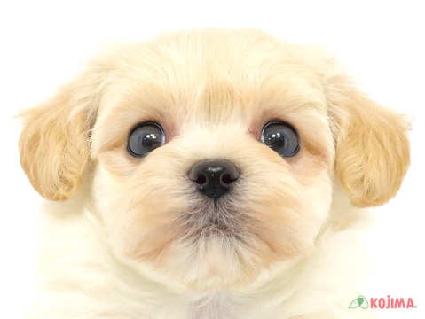 東京都のマルプー(マルチーズ×プードル) (コジマ国領店/2024年3月26日生まれ/男の子/クリーム)の子犬