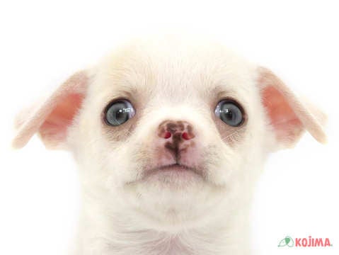 千葉県のチワワ(スムース) (コジマ松戸店/2024年3月28日生まれ/男の子/クリーム)の子犬