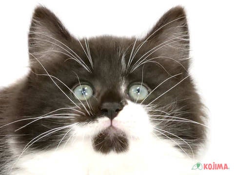 埼玉県のノルウェージャンフォレストキャット (コジマ和光店/2024年3月25日生まれ/男の子/ブラックホワイト)の子猫