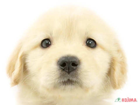 千葉県のゴールデンレトリバー (コジマアリオ市原店/2024年2月11日生まれ/女の子/ゴールデン)の子犬