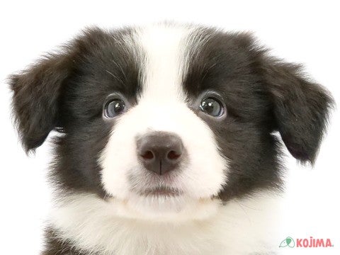 東京都のボーダーコリー (コジマ府中店/2024年3月26日生まれ/女の子/ブラックホワイト)の子犬