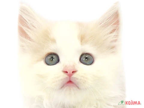 茨城県のサイベリアン (コジマイーアスつくば店/2024年3月31日生まれ/男の子/クリームタビーホワイト)の子猫