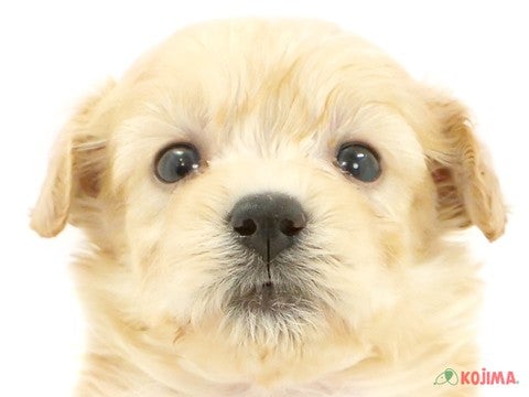 東京都のマルプー(マルチーズ×プードル) (コジマ西篠崎店/2024年3月28日生まれ/男の子/クリーム)の子犬