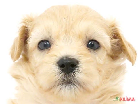 東京都のマルプー(マルチーズ×プードル) (コジマ八王子店/2024年3月28日生まれ/男の子/クリーム)の子犬