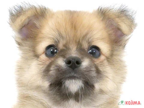 東京都のハーフ犬 (コジマ府中店/2024年3月28日生まれ/男の子/レッドホワイト)の子犬
