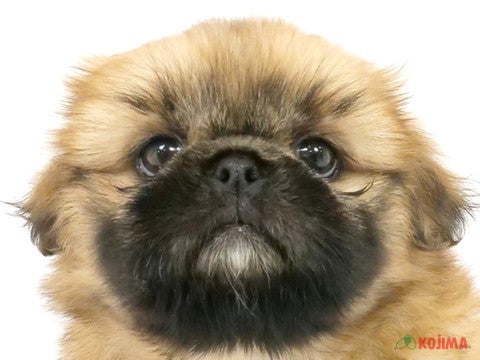 2024年3月28日生まれのハーフ犬の1枚目の写真