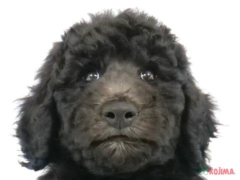 茨城県のスタンダードプードル (コジマイーアスつくば店/2024年3月30日生まれ/男の子/シルバー)の子犬